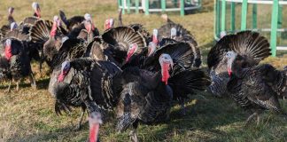 Hapet tregu i gjelave të detit në Baldushk