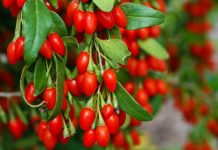 Kultivimi i manave goxhi në Shqipëri, biznesi që të bën milioner