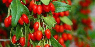 Kultivimi i manave goxhi në Shqipëri, biznesi që të bën milioner