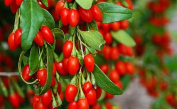 Kultivimi i manave goxhi në Shqipëri, biznesi që të bën milioner