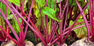 Panxhari Në Saksi, Si të Rrisni Perimen e Superfuqishme