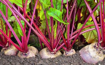 Panxhari Në Saksi, Si të Rrisni Perimen e Superfuqishme