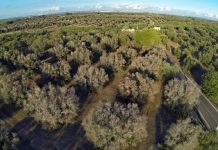 Panariti: Mbështetje financiare për prodhuesit e vajit të ullirit