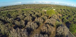 Panariti: Mbështetje financiare për prodhuesit e vajit të ullirit