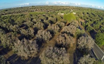 Panariti: Mbështetje financiare për prodhuesit e vajit të ullirit