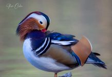 “Rosa Mandarinë” fotografohet në Liqenin e Tiranës