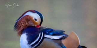 “Rosa Mandarinë” fotografohet në Liqenin e Tiranës