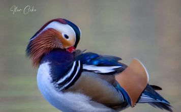 “Rosa Mandarinë” fotografohet në Liqenin e Tiranës