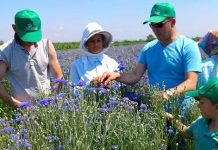 Njihuni me Besnikun nga Divjaka, eksportues kryesor i bimëve mjekësore në BE