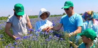 Njihuni me Besnikun nga Divjaka, eksportues kryesor i bimëve mjekësore në BE