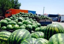 Shalqinjtë shqiptarë, produkti më i kërkuar në Europë/ 500.8 milionë usd eksportet bujqësore, shesim në 78 shtete të botës