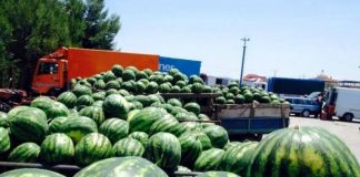 Shalqinjtë shqiptarë, produkti më i kërkuar në Europë/ 500.8 milionë usd eksportet bujqësore, shesim në 78 shtete të botës