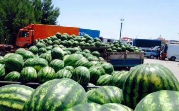 Shalqinjtë shqiptarë, produkti më i kërkuar në Europë/ 500.8 milionë usd eksportet bujqësore, shesim në 78 shtete të botës