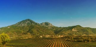 “Të përafërta me diamantet”/ Faqja e njohur botërore rendit 10 verërat më të mira shqiptare