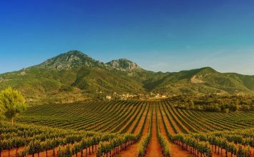 “Të përafërta me diamantet”/ Faqja e njohur botërore rendit 10 verërat më të mira shqiptare