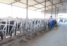 FOTOT/ Njihuni me Altinin, fermerin që ka 80 lopë