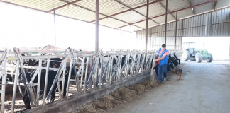 FOTOT/ Njihuni me Altinin, fermerin që ka 80 lopë