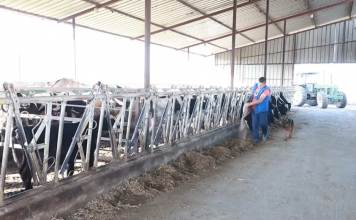 FOTOT/ Njihuni me Altinin, fermerin që ka 80 lopë