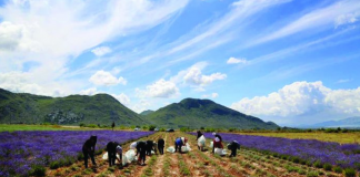 Besniku, pas 18 vitesh emigrim vjen në Divjakë dhe mbjell bimë mjekësore