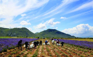 Besniku, pas 18 vitesh emigrim vjen në Divjakë dhe mbjell bimë mjekësore