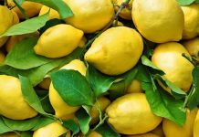 Fuqia Kurative e Gjetheve të Limonit, Si t’i Përdorni