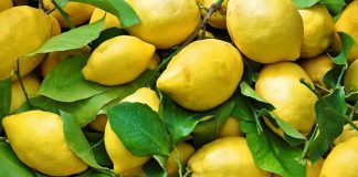 Fuqia Kurative e Gjetheve të Limonit, Si t’i Përdorni