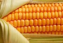 Këto janë përfitimet shëndetësore që merrni nga konsumimi i bukës së misrit