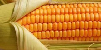 Këto janë përfitimet shëndetësore që merrni nga konsumimi i bukës së misrit