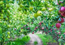 Mollët shqiptare, më natyralet dhe më të pastrat në rajon. Ja përfitimet e jashtëzakonshme