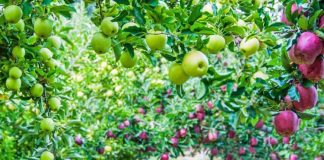 Mollët shqiptare, më natyralet dhe më të pastrat në rajon. Ja përfitimet e jashtëzakonshme