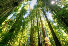 Sipërfaqja e pyllëzuar në 2022-shin u shtua me 396.84 hektarë