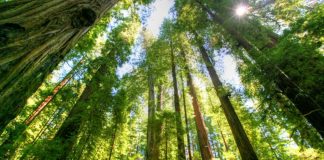 Sipërfaqja e pyllëzuar në 2022-shin u shtua me 396.84 hektarë