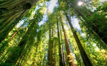 Sipërfaqja e pyllëzuar në 2022-shin u shtua me 396.84 hektarë