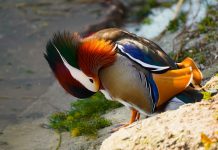 FOTOT/ Bukuroshja e liqenit artificial Tiranë