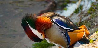 FOTOT/ Bukuroshja e liqenit artificial Tiranë