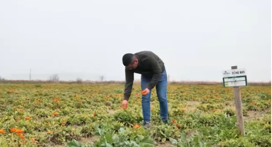 VIDEO/Njihuni me Martirjon, i riu që la emigrimin dhe hapi fermë në Divjakë