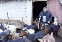 Njerëzit e punës, njihuni me blegtorin nga Bulqiza që ka 350 krerë bagëti