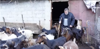 Njerëzit e punës, njihuni me blegtorin nga Bulqiza që ka 350 krerë bagëti