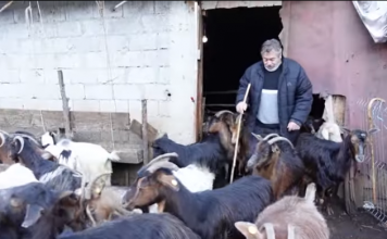 Njerëzit e punës, njihuni me blegtorin nga Bulqiza që ka 350 krerë bagëti