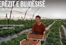 Njihuni me Armelën, fermerja që kultivon 3 hektarë luleshtrydhe