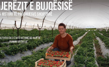 Njihuni me Armelën, fermerja që kultivon 3 hektarë luleshtrydhe