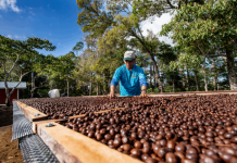 FOTO/ Kjo është kafja më e veçantë në botë
