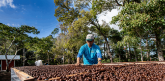 FOTO/ Kjo është kafja më e veçantë në botë
