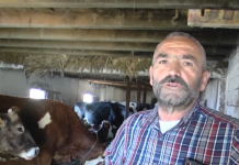 Ish polici që u bë fermer, Bedriu ngre fermë: Kam 20 lopë, puna është nder