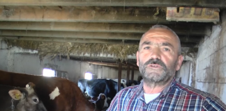 Ish polici që u bë fermer, Bedriu ngre fermë: Kam 20 lopë, puna është nder