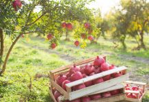 Agro Iliria – Kompania shqiptare me prodhime të certifikuara sipas standarteve ndërkombëtare