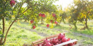 Agro Iliria – Kompania shqiptare me prodhime të certifikuara sipas standarteve ndërkombëtare