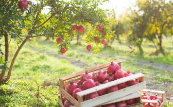 Agro Iliria – Kompania shqiptare me prodhime të certifikuara sipas standarteve ndërkombëtare
