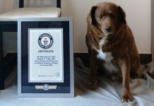 Bobby theu rekordin Guinness, njihuni me qenin më të vjetër në botë