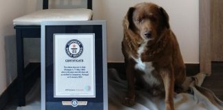 Bobby theu rekordin Guinness, njihuni me qenin më të vjetër në botë